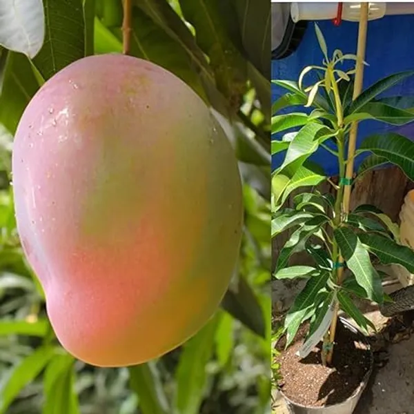 Mango_Plant
