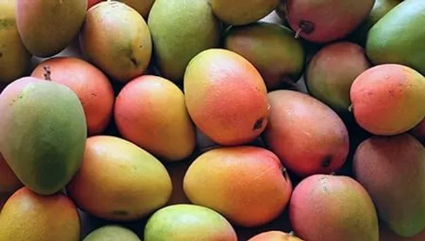 Mango_Plant