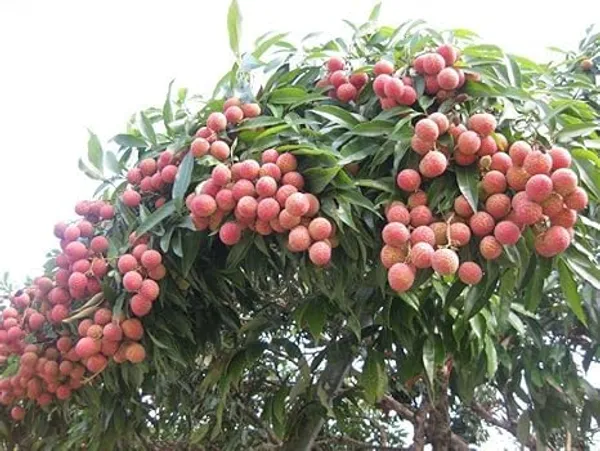Litchi_Plant