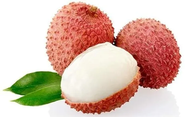 Litchi_Plant