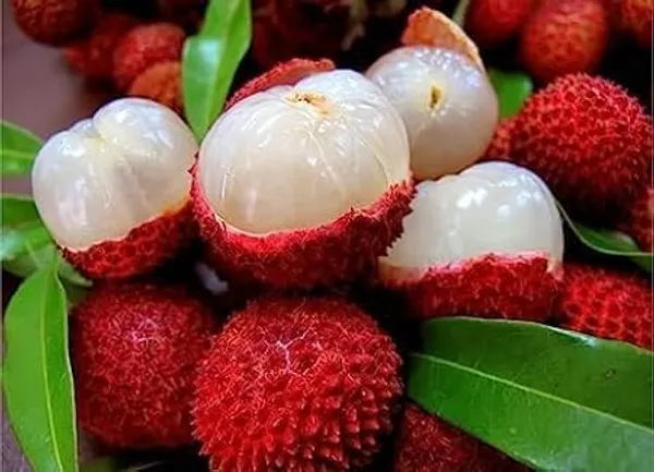 Litchi_Plant