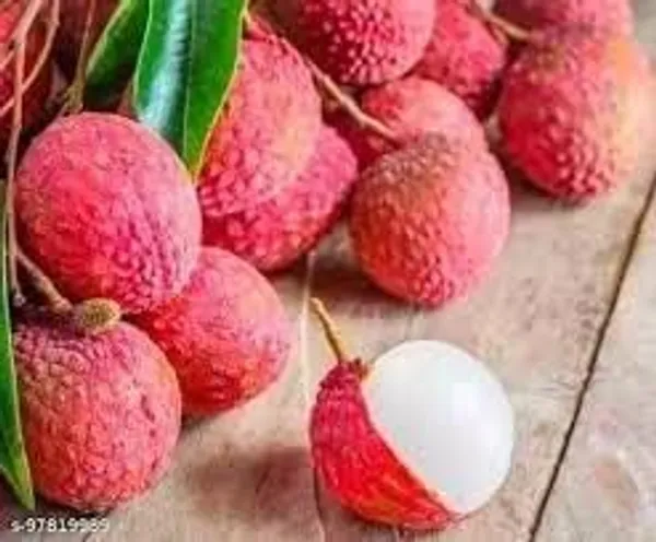 Litchi_Plant