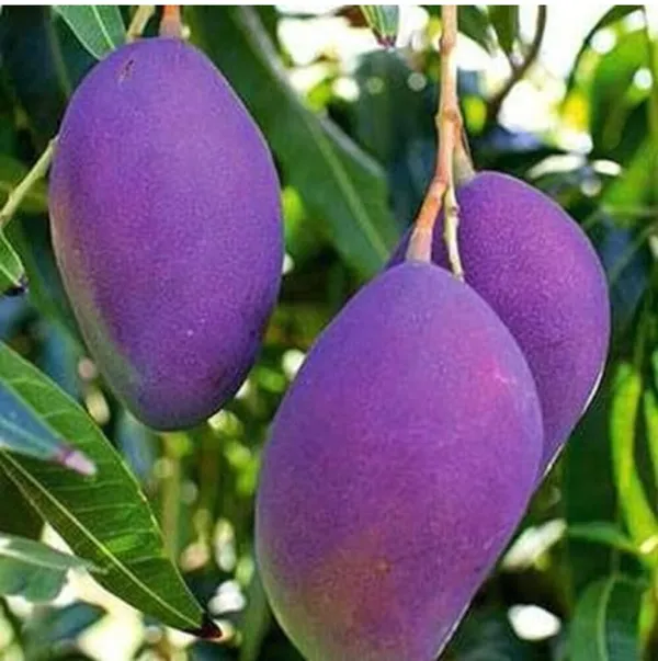 Miyazaki_Mango_Plant