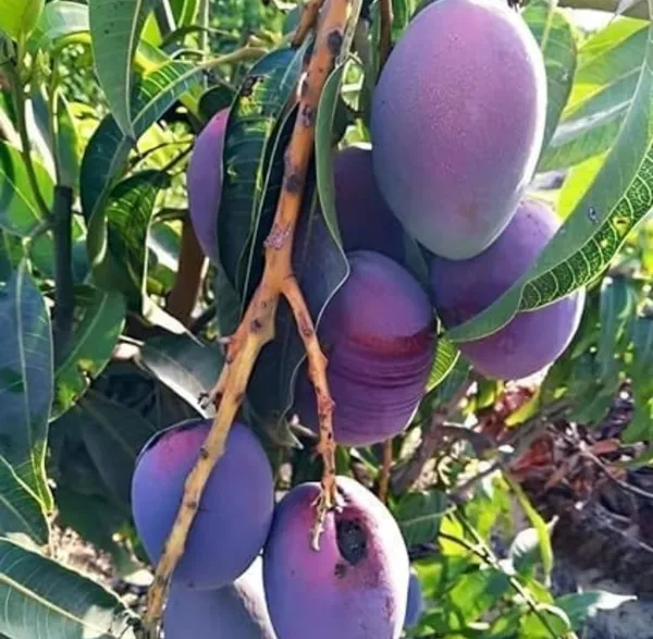 Miyazaki_Mango_Plant