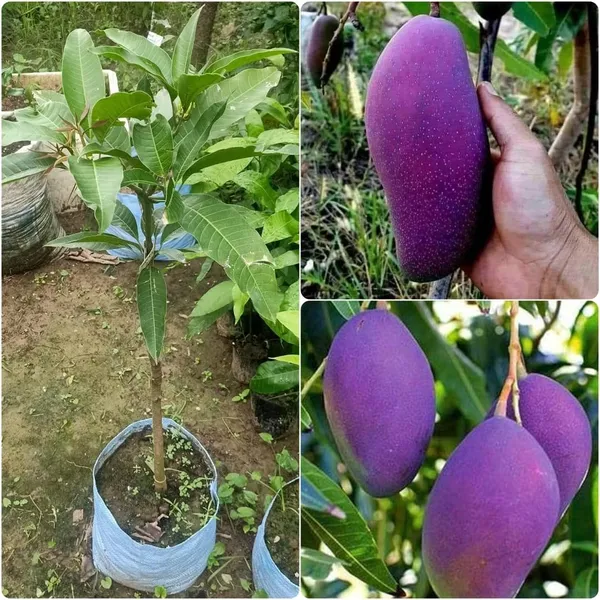 Miyazaki_Mango_Plant