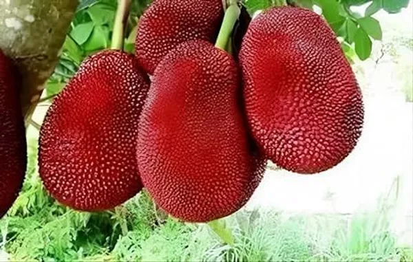 Grafted_Fruit_Tree_Combo
