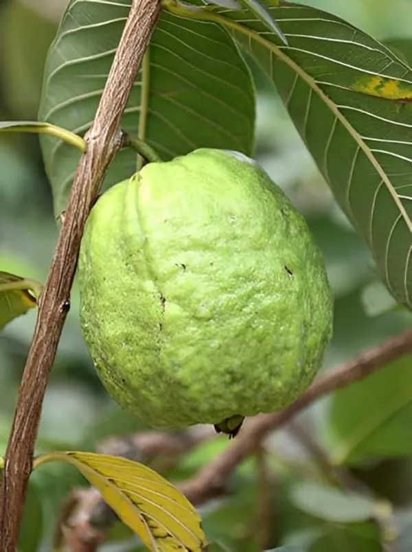 Grafted_Fruit_Tree_Combo