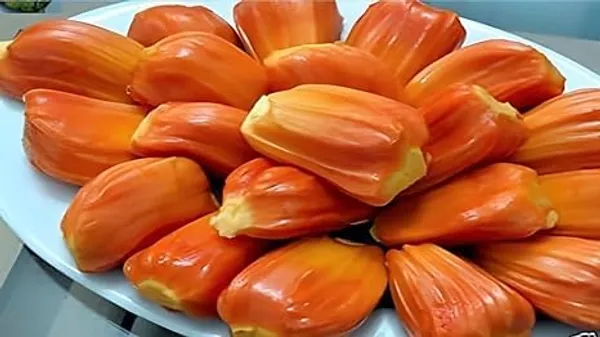 Grafted_Fruit_Tree_Combo