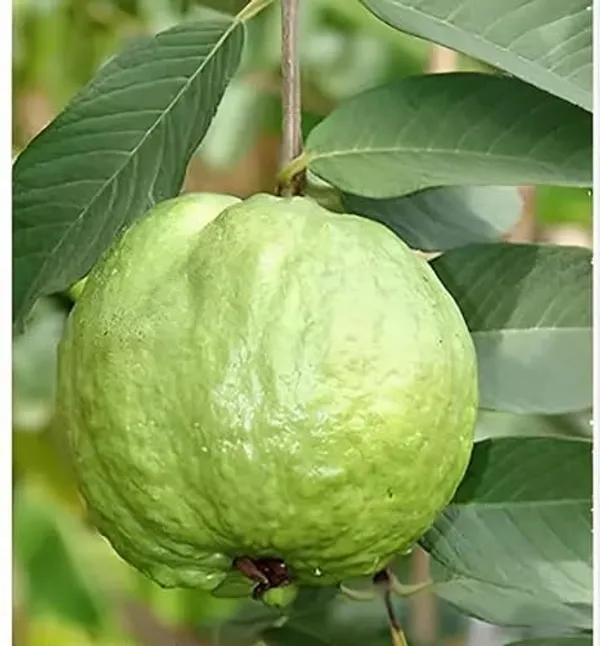 Grafted_Fruit_Tree_Combo