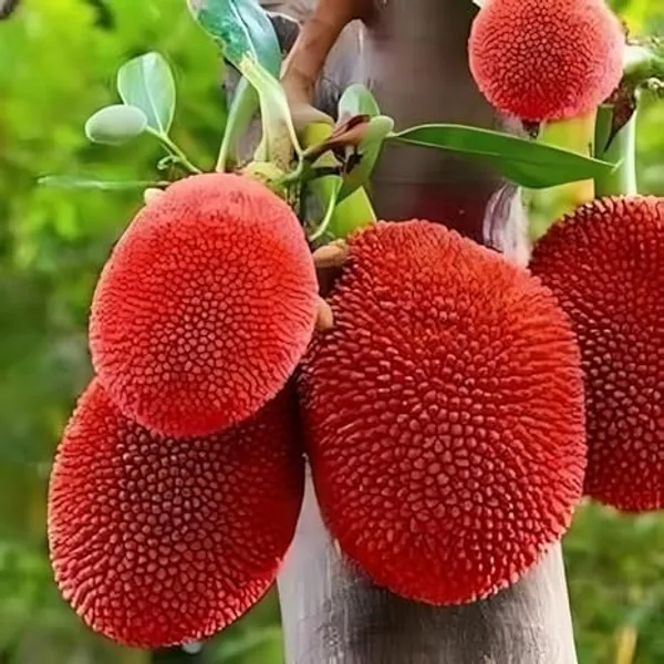 Grafted_Fruit_Tree_Combo