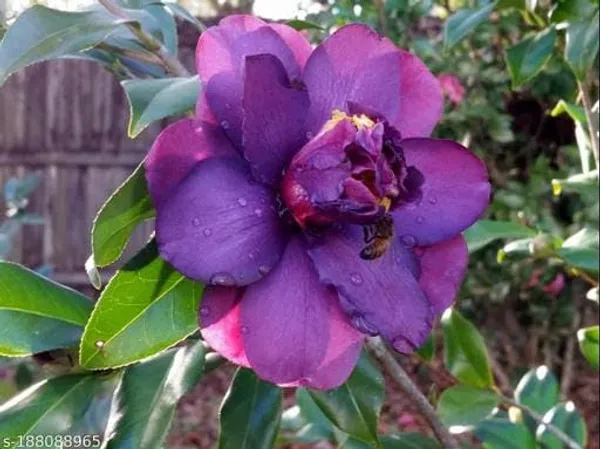 Camellia_Japonica_Live_Plant