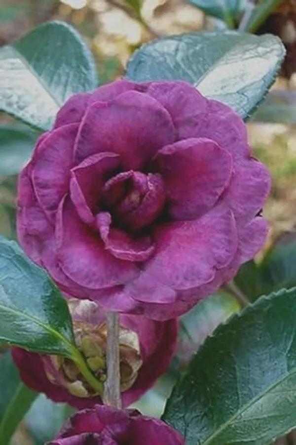 Camellia_Japonica_Live_Plant