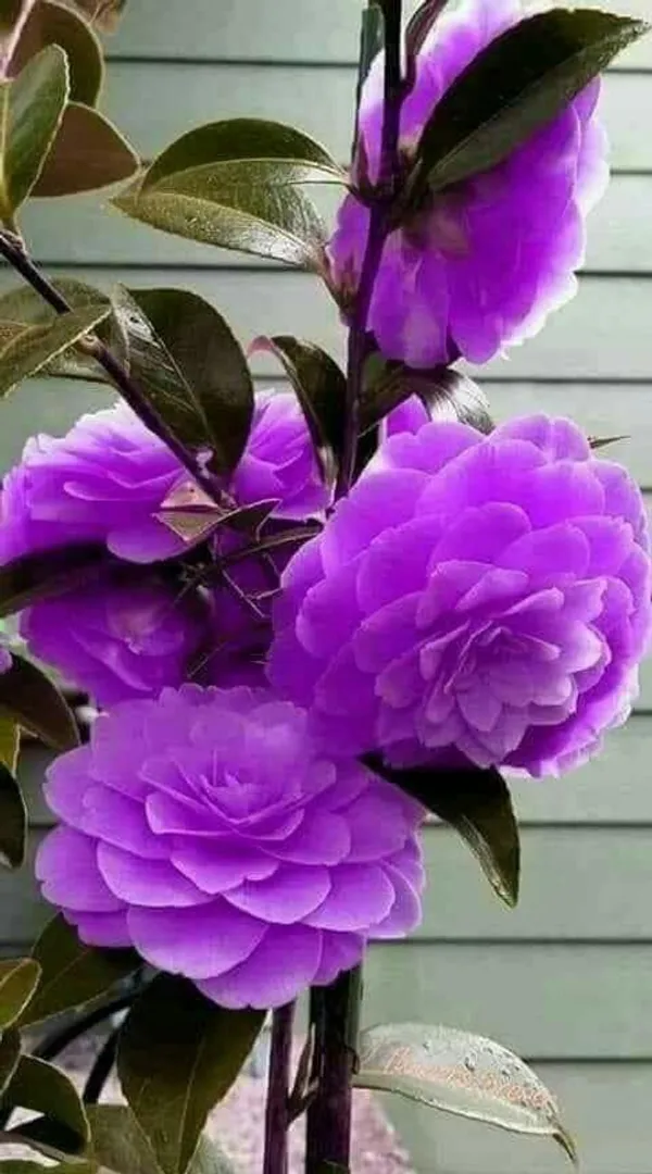 Camellia_Japonica_Live_Plant