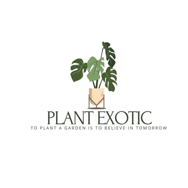 Camellia_Japonica_Live_Plant