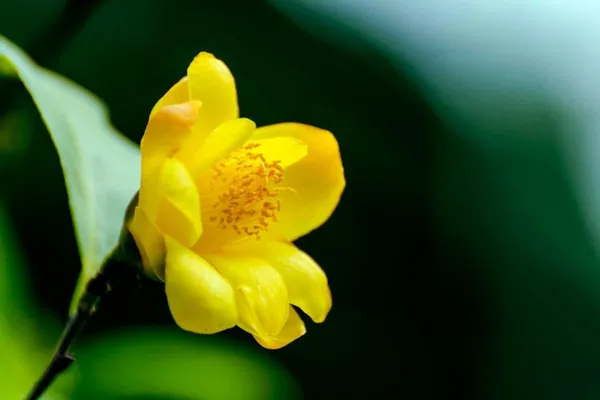 Camellia_Japonica_Live_Plant