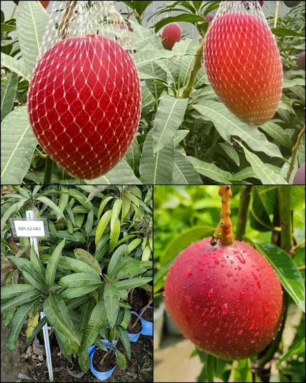 Japanese_Miyazaki_Mango_Plant_Grafted