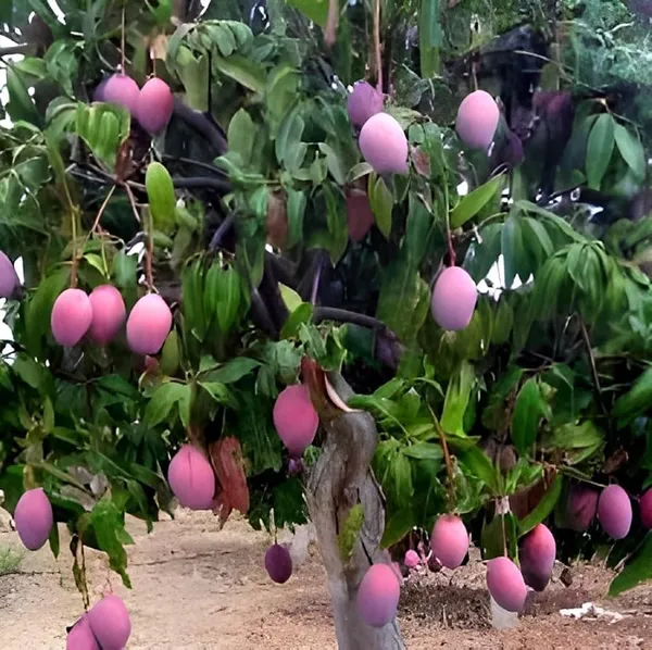 Japanese_Miyazaki_Mango_Plant_Grafted