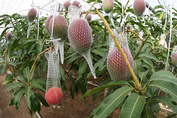 Japanese_Miyazaki_Mango_Plant_Grafted