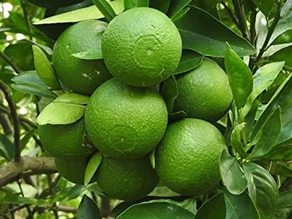 Thai_Mosambi_Grafted_Lemon_Plant