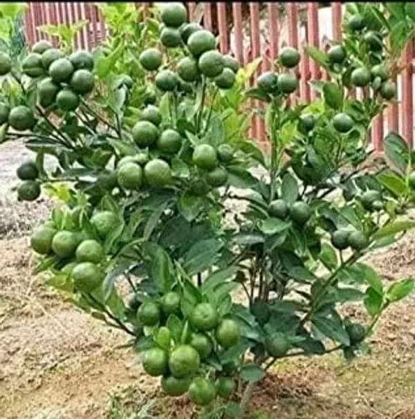 Thai_Mosambi_Grafted_Lemon_Plant