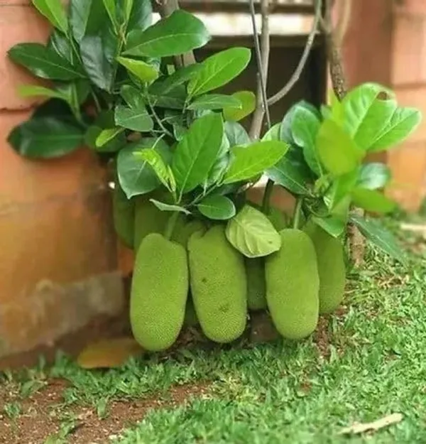 Grafted_Jackfruit_Plant