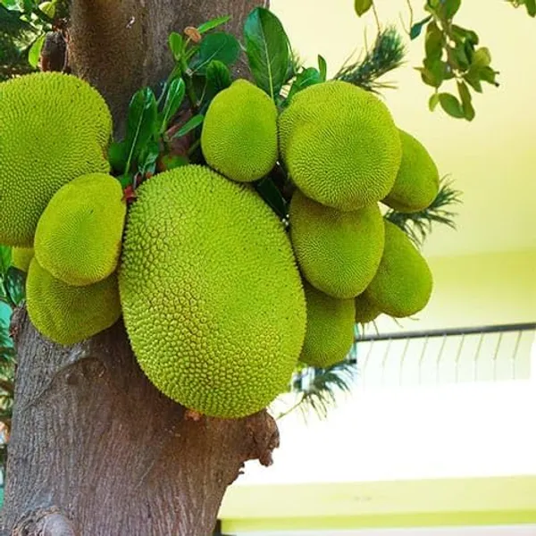 Grafted_Jackfruit_Plant