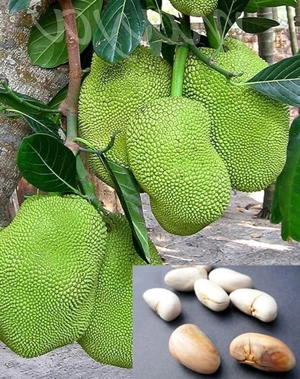 Grafted_Jackfruit_Plant