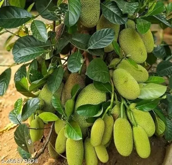 Grafted_Jackfruit_Plant