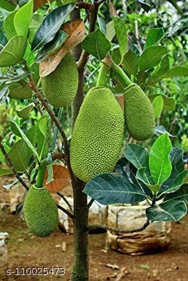 Grafted_Jackfruit_Plant