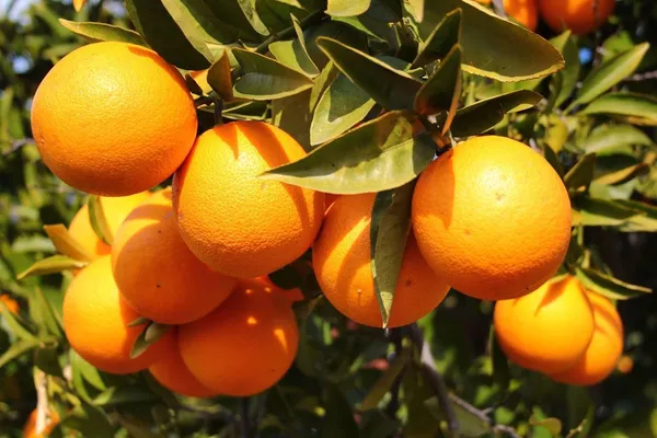 Thai_Mosambi_Grafted_Lemon_Plant