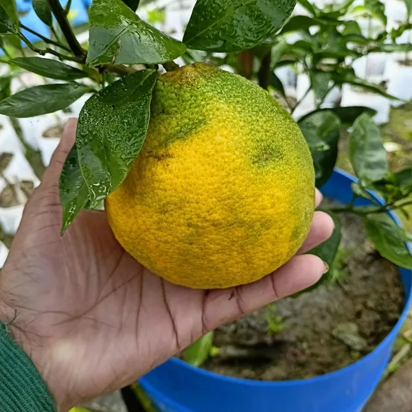 Thai_Mosambi_Grafted_Lemon_Plant