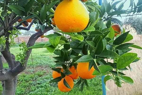 Thai_Mosambi_Grafted_Lemon_Plant