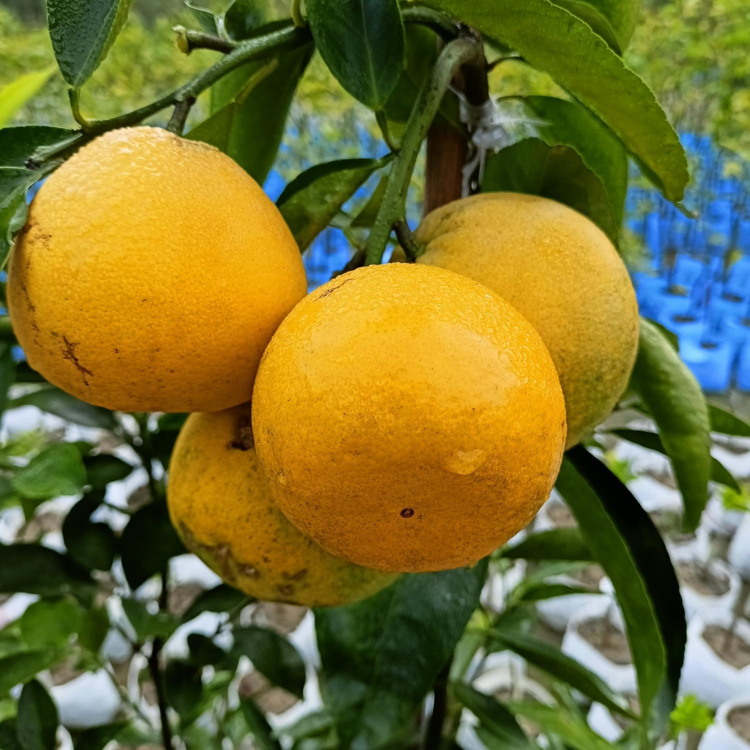 Thai_Mosambi_Grafted_Lemon_Plant