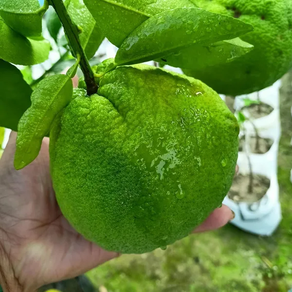 Thai_Mosambi_Grafted_Lemon_Plant
