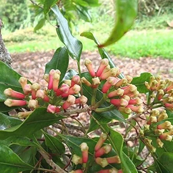 Clove_Plant