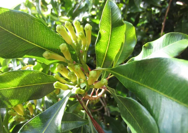 Clove_Plant