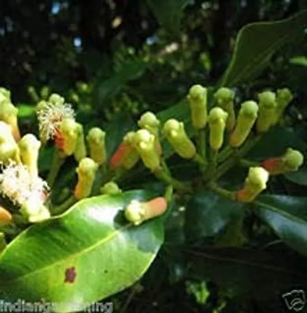 Clove_Plant