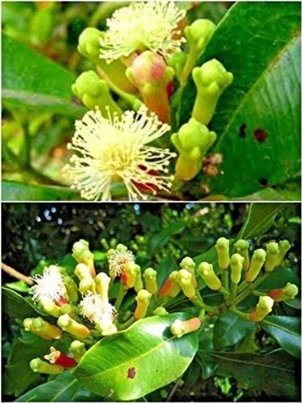 Clove_Plant