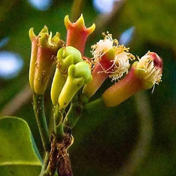 Clove_Plant