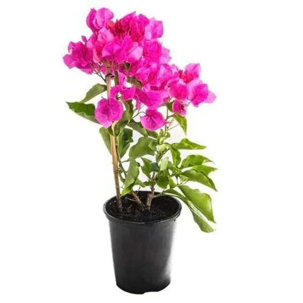 Bougainvillea_Plant