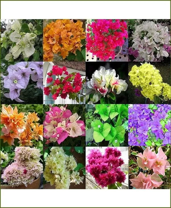 Bougainvillea_Plant