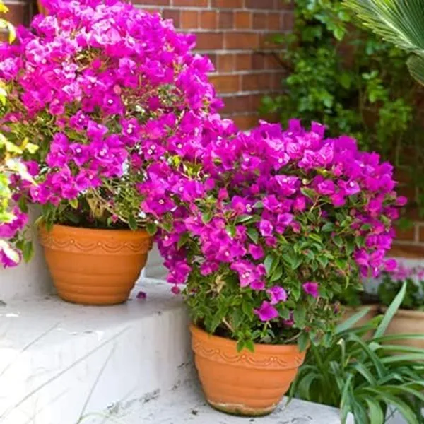 Bougainvillea_Plant