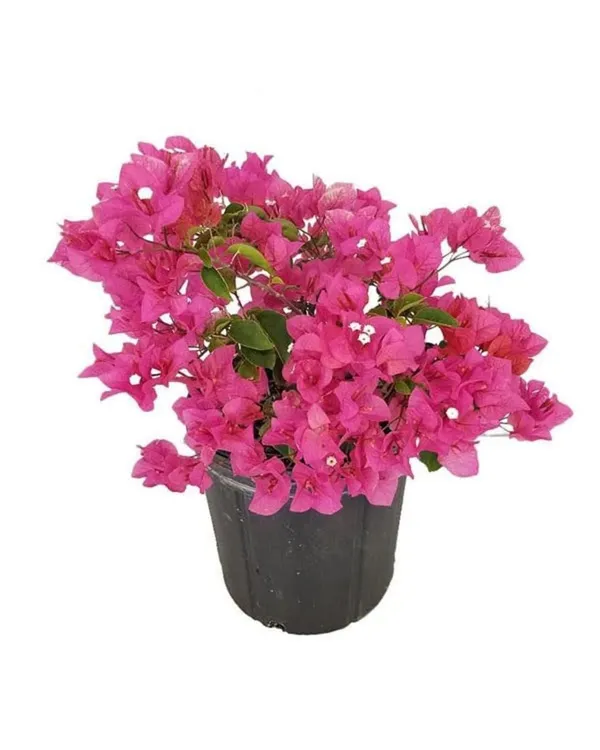 Bougainvillea_Plant