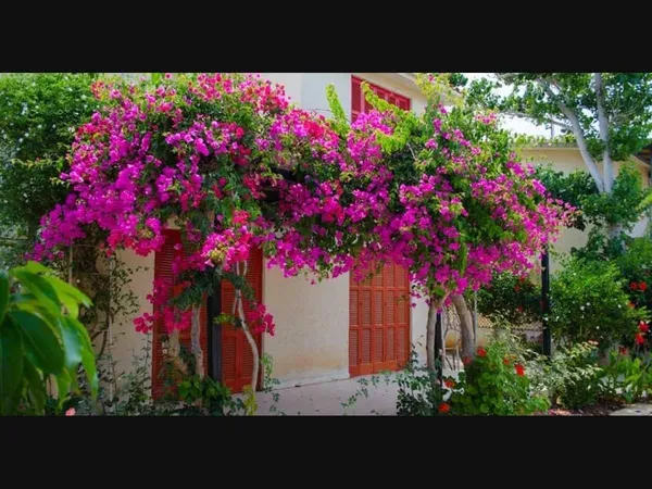 Bougainvillea_Plant