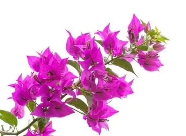 Bougainvillea_Plant