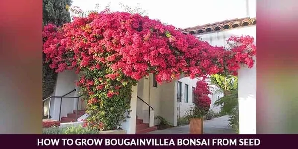 Bougainvillea_Plant