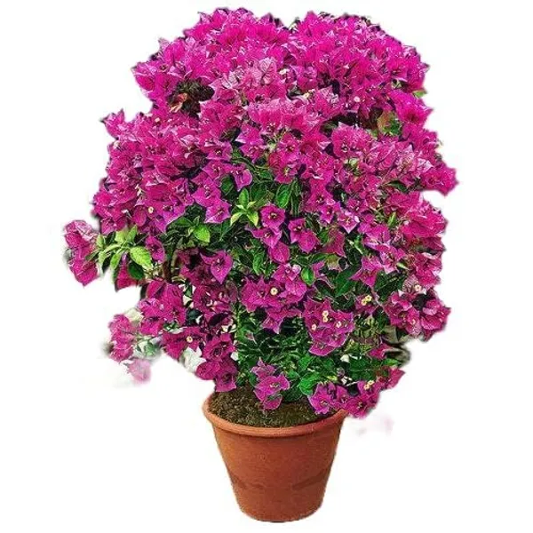 Bougainvillea_Plant