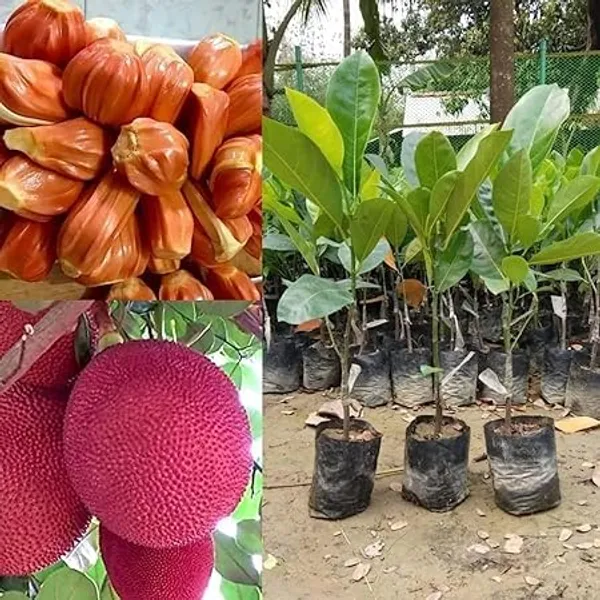 Grafted_Red_Jackfruit_Plant