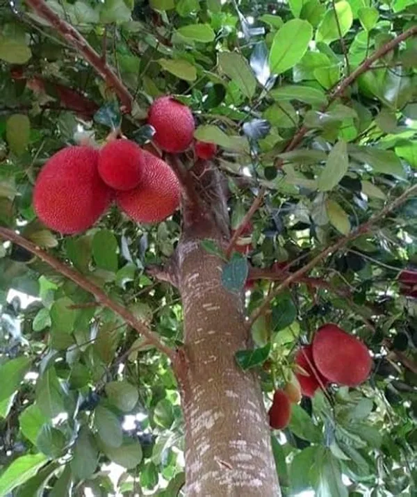 Grafted_Red_Jackfruit_Plant