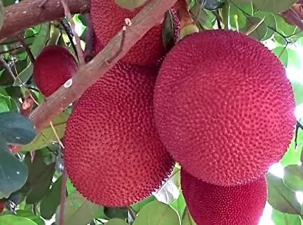 Grafted_Red_Jackfruit_Plant
